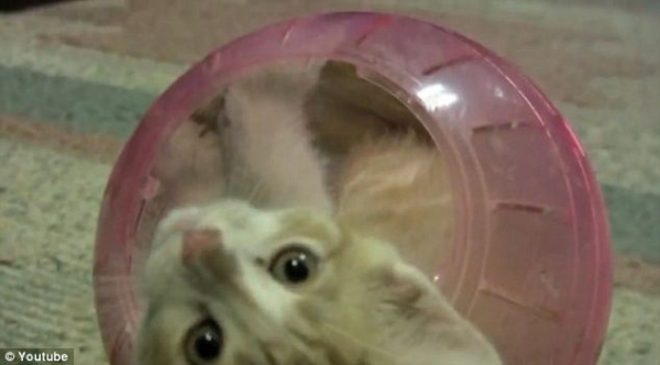 Котенок в шарике для хомяка