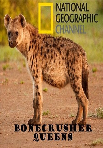 National Geographic: Гиена - царица хищников (2008) - 4 Февраля 2015 - ТВ-передачи ОНЛАЙН - Хорошие новости про животных