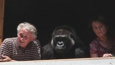 Во Франции директор зоопарка удочерил гориллу