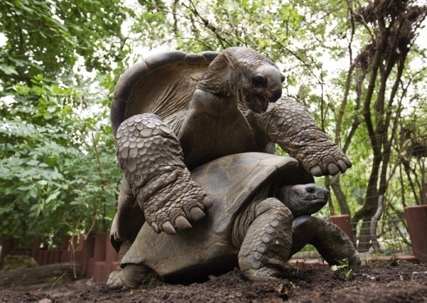 В зоопарке Амстердама взвесили гигантских черепах.