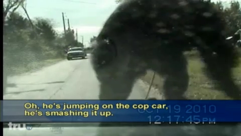 Шимпанзе напугал полицейских (видео)