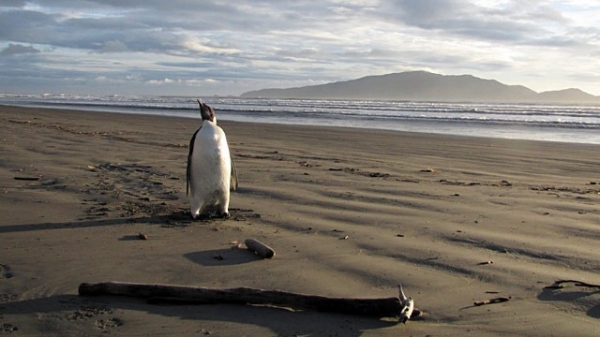 Самый одинокий пингвин