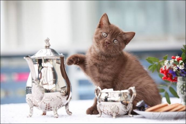 Домашние питомцы: Кошка лазит по столам