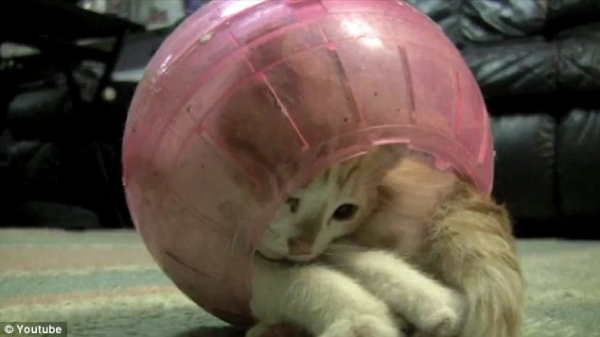 Котенок в шарике для хомяка