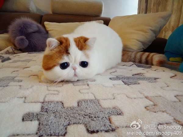 Глазастый кот Снупи (22 фото)