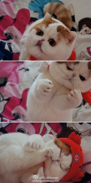 Глазастый кот Снупи (22 фото)