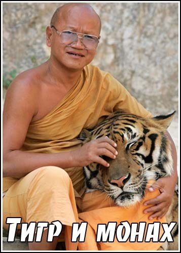 Тигр и монах (Гарольд Покизер) (2007) - 7 Декабря 2014 - ТВ-передачи ОНЛАЙН - Хорошие новости про животных