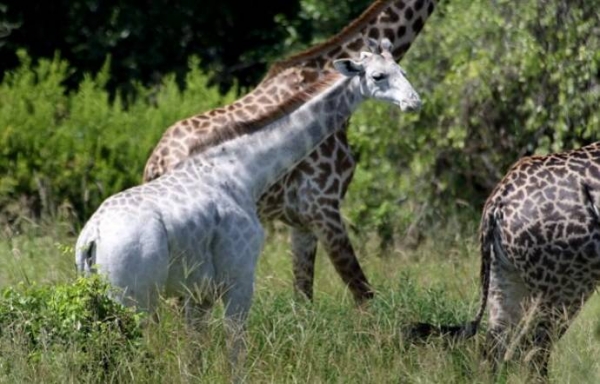 В Национальном парке Тарангире в Танзании фотограф заснял редкого белого жирафа