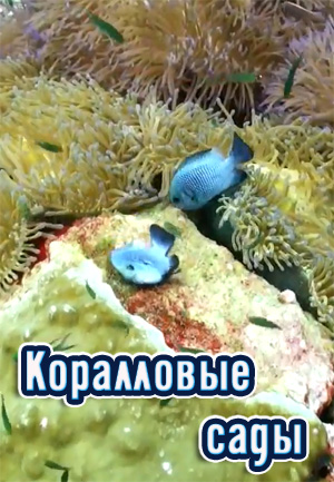 Чудо природы: Коралловые сады (2014) Russia Today Documentary - 2 Марта 2015 - ТВ-передачи ОНЛАЙН - Хорошие новости про животных