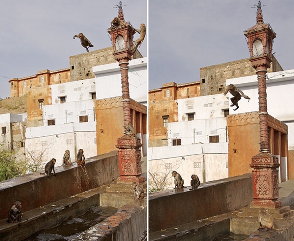 Индийские макаки спасаются от жары прыгая с фонаря в воду