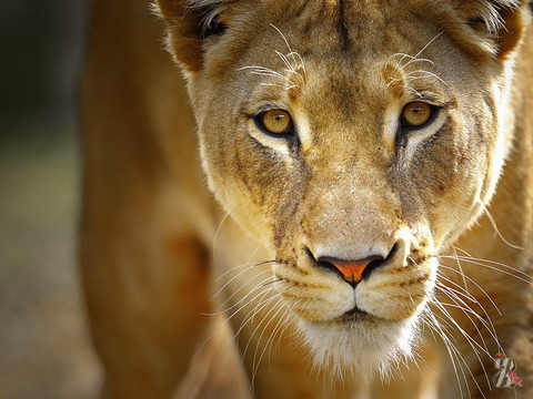 В Дубае сбежавшая из дома львица несколько часов бегала по улицам