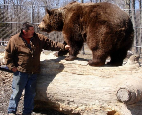 Джим и Джимбо: многолетняя дружба человека и медведя