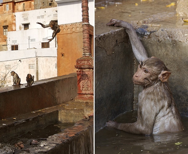 Индийские макаки спасаются от жары прыгая с фонаря в воду