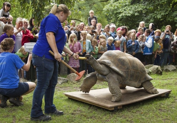 В зоопарке Амстердама взвесили гигантских черепах.