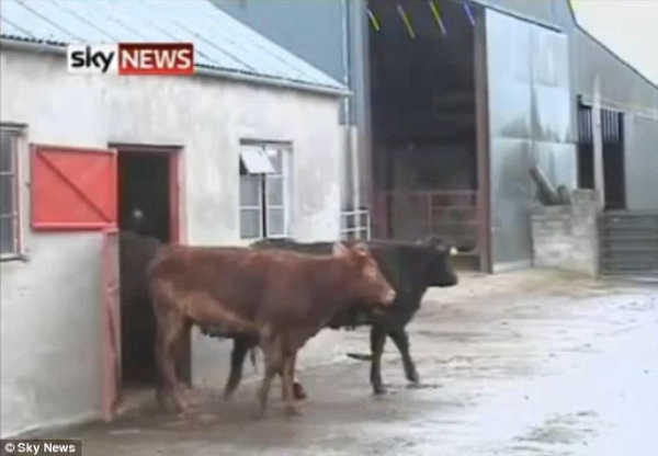На ферме в Ирландии живет необычайно умная корова