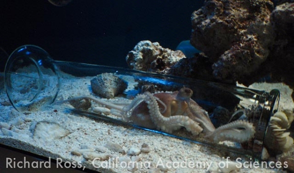 Рождение тысяч осьминогов сняли на видео в аквариуме Калифорнии