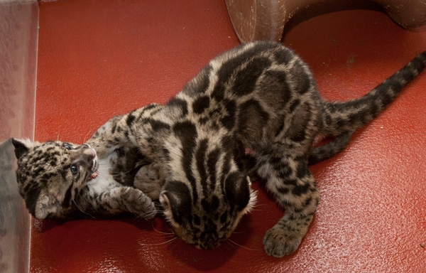 Детеныш дымчатого леопарда в зоопарке Вашингтона