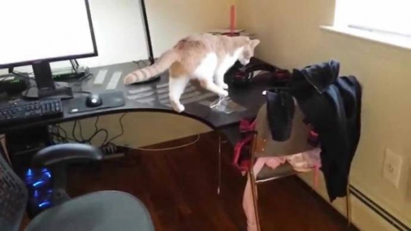 Домашние питомцы: Кошка лазит по столам