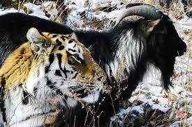 Повздорили: тигр Амур задал взбучку козлу Тимуру