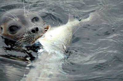 Тюлени могут видеть... усами