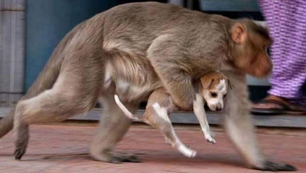 В Индии обезьяна усыновила бездомного щенка