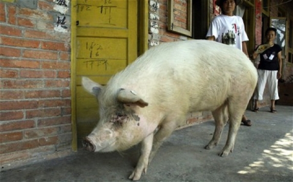 Китайцы клонировали героическую свинью