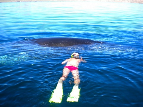 Люди спасли горбатого кита, запутавшегося в сети
