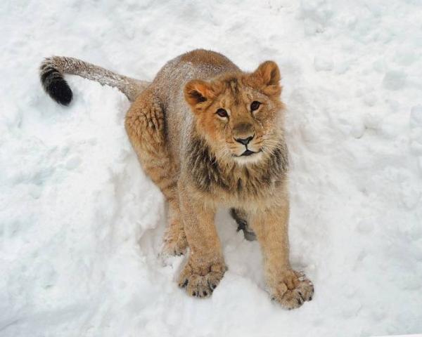 Московский зоопарк показал играющих в снегу львов