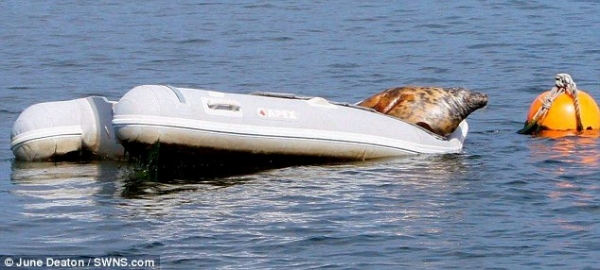 Тюлень забрался на надувную лодку