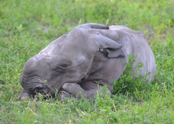 Новорожденный носорог в зоопарке Флориды (4 фото)
