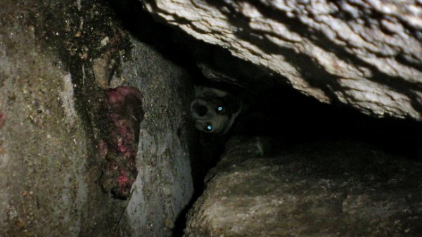 В Австралии собаку неделю вытаскивали из ловушки в скалах.