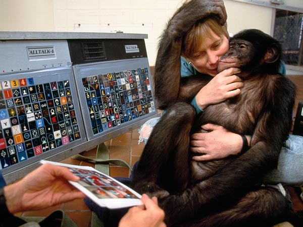 Насколько именно умны обезьяны?