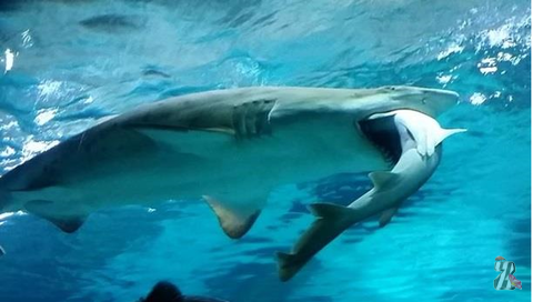 Акула съела акулу в аквариуме Сеула