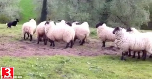 Сай, пастушья овчарка, которая боится овец