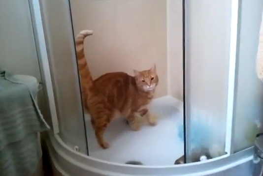 Моджо, кот, который обожает стоять под душем