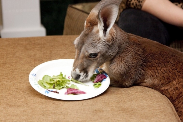 Американка усыновила кенгуру (5 фото)