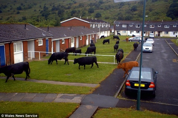 Стадо из 20 коров напало на тихую английскую деревушку