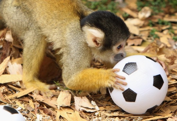 Обезьянки в зоопарке поиграли с футбольным мячом