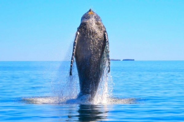 Люди спасли горбатого кита, запутавшегося в сети
