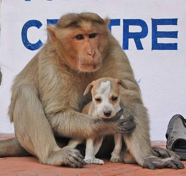 В Индии обезьяна усыновила бездомного щенка