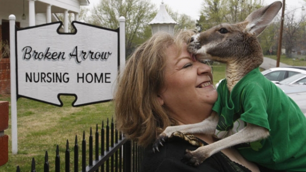 Американка усыновила кенгуру (5 фото)