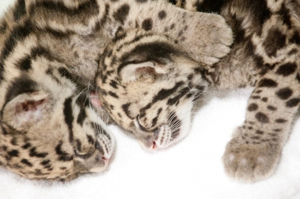 Два детеныша дымчатого леопарда (7 фото + видео)