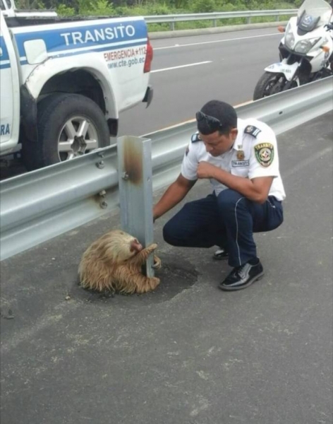 В Эквадоре полицейские спасли ленивца