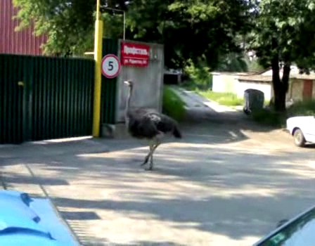 По Киеву гулял страус (+ видео)
