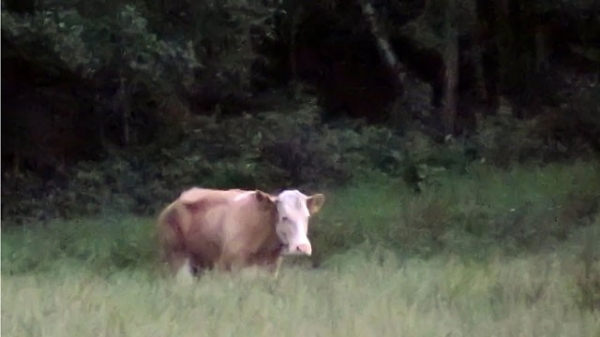 Корова Ивонна по прежнему в бегах