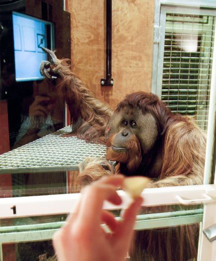 Насколько именно умны обезьяны?