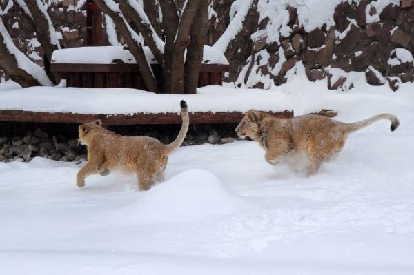 Московский зоопарк показал играющих в снегу львов