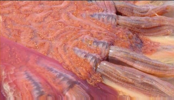 Гигантскую экзотическую медузу вымыло на берег штата Вашингтон