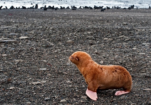 Тюлененок с редким рыжим окрасом на Тюленем острове