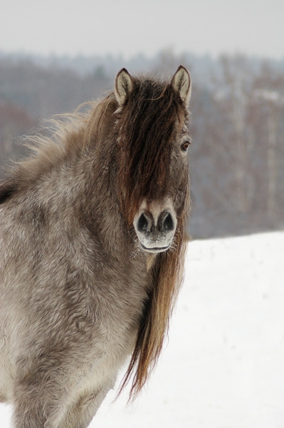 Мохнатые якутские лошади